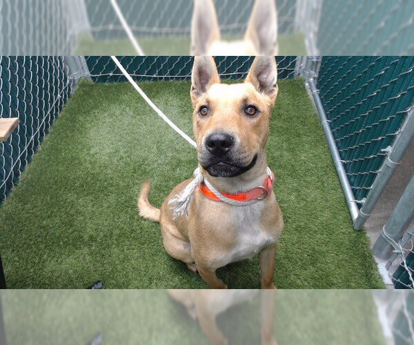 Medium Photo #1 German Shepherd Dog-Unknown Mix Puppy For Sale in Downey, CA, USA
