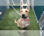 Small German Shepherd Dog Mix