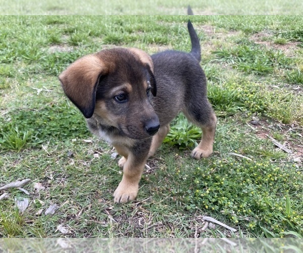 Medium Photo #3 German Shepherd Dog Puppy For Sale in HUNTERSVILLE, NC, USA