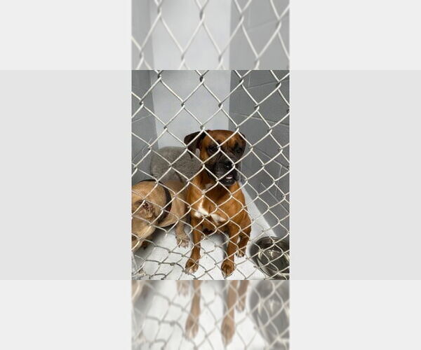 Medium Photo #7 Boxer Puppy For Sale in Austin, TX, USA