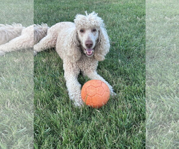Medium Photo #2 Poodle (Standard) Puppy For Sale in Pacolet, SC, USA