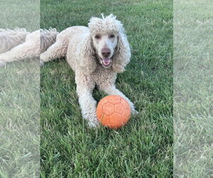 Finley Jul 26 - Female Poodle (Standard) Dog for Adoption - Photo #2