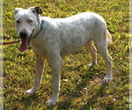 Small #6 Dalmatian-Labrador Retriever Mix