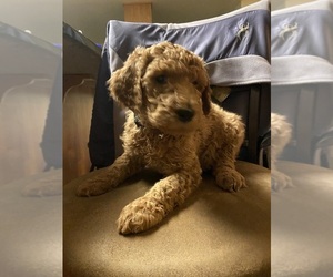 Poodle (Standard) Puppy for sale in HEBRON, CT, USA