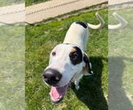 Small #3 Treeing Walker Coonhound