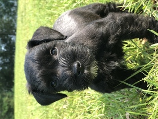 Schnauzer (Miniature) Puppy for sale in WIGGINS, MS, USA