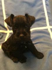 Schnauzer (Miniature) Puppy for sale in GREENVILLE, SC, USA