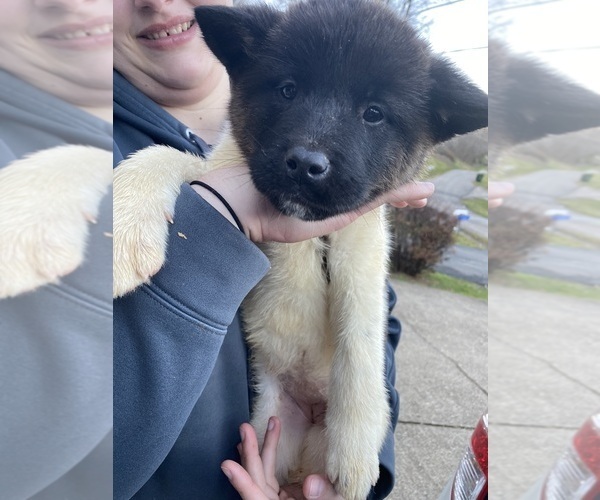 Medium Photo #5 Akita Puppy For Sale in CHESAPEAKE, OH, USA