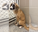 Small #1 Great Pyrenees Mix