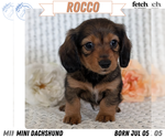 Puppy Rocco Dachshund