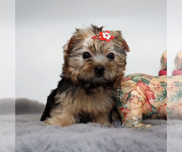 Medium Photo #3 Yorkshire Terrier Puppy For Sale in LOS ANGELES, CA, USA