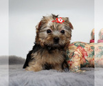 Small #2 Yorkshire Terrier