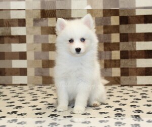 Pomsky Puppy for sale in DENVER, PA, USA