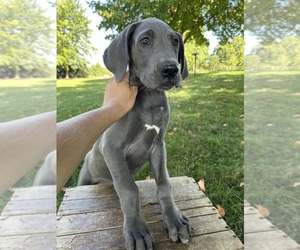 Great Dane Puppy for sale in MIDDLEBURY, IN, USA