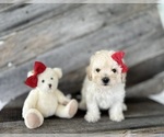 Puppy Rusty Bichpoo