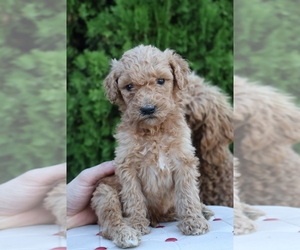 Poodle (Standard) Puppy for sale in SAN BERNARDINO, CA, USA