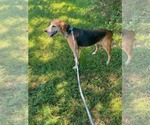 Small #2 Mutt