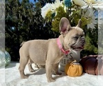 Small #7 French Bulldog