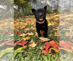 Small Photo #2 Mutt Puppy For Sale in Duluth, MN, USA