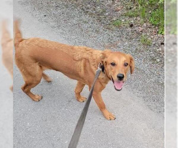 Medium Photo #1 Labrador Retriever-Unknown Mix Puppy For Sale in Anchorage, AK, USA