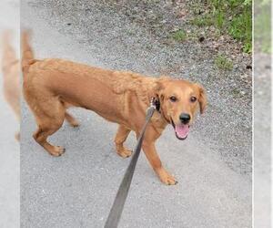 Labrador Retriever-Unknown Mix Dogs for adoption in Anchorage, AK, USA