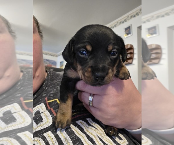 Medium Photo #1 Dachshund Puppy For Sale in SPIRO, OK, USA