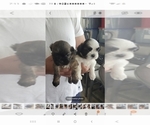 Small Photo #3 Shih Tzu Puppy For Sale in SALEM, OR, USA