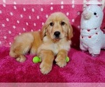 Small Photo #9 Golden Retriever Puppy For Sale in COLORADO SPRINGS, CO, USA
