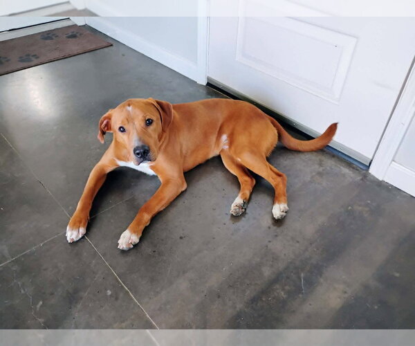 Medium Photo #13 Mutt Puppy For Sale in Abbeville, LA, USA