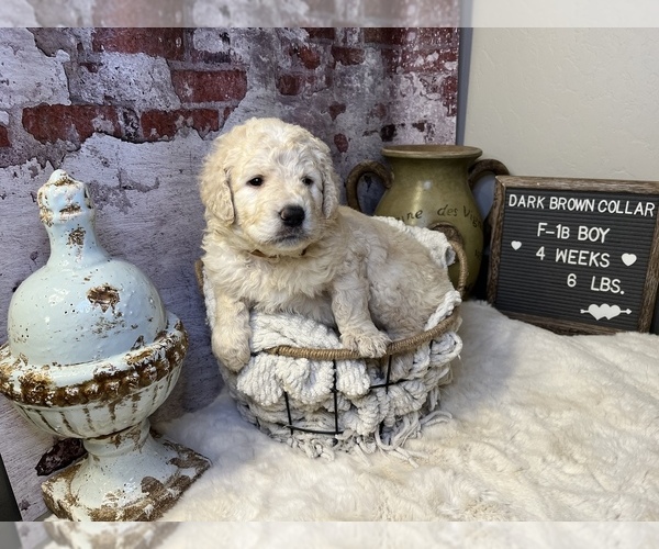 Medium Photo #11 Saint Berdoodle Puppy For Sale in QUEEN CREEK, AZ, USA