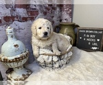 Small Photo #11 Saint Berdoodle Puppy For Sale in QUEEN CREEK, AZ, USA