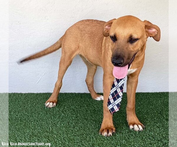 Medium Photo #3 Rhodesian Ridgeback-Unknown Mix Puppy For Sale in San Diego, CA, USA