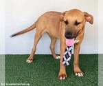 Small #2 Rhodesian Ridgeback Mix