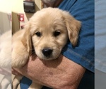 Small Photo #5 English Cream Golden Retriever Puppy For Sale in PHOENIX, AZ, USA