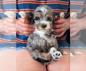 Medium Bernedoodle (Miniature)