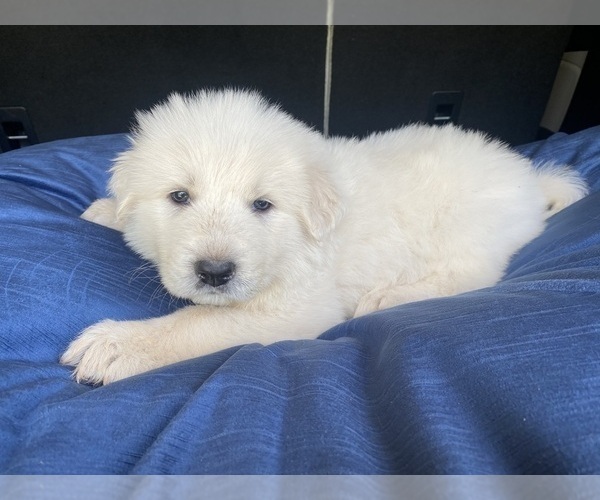Medium Photo #4 Great Pyrenees Puppy For Sale in DRAKES BRANCH, VA, USA