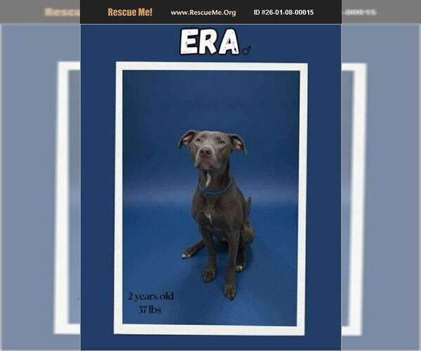 Medium Photo #1 American Pit Bull Terrier-Labrador Retriever Mix Puppy For Sale in Benton, PA, USA