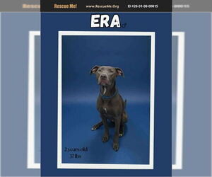 American Pit Bull Terrier-Labrador Retriever Mix Dogs for adoption in Benton, PA, USA