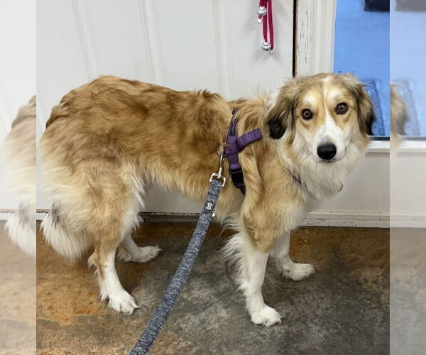 Medium Photo #4 Collie-Unknown Mix Puppy For Sale in Bolivar, MO, USA