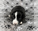Small Photo #20 Australian Shepherd Puppy For Sale in SALISBURY, NC, USA