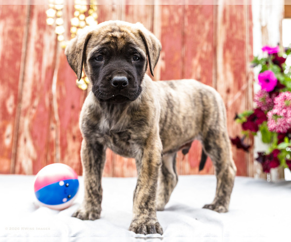 Medium Photo #30 Mastiff Puppy For Sale in WAKARUSA, IN, USA