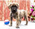 Small Photo #30 Mastiff Puppy For Sale in WAKARUSA, IN, USA