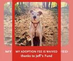 Small #2 Staffordshire Bull Terrier Mix