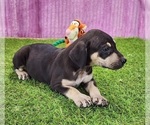 Small #1 Catahoula Leopard Dog
