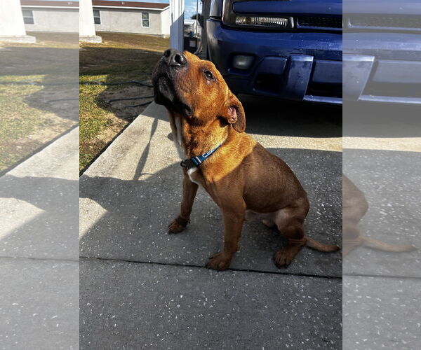 Medium Photo #3 American Pit Bull Terrier-Unknown Mix Puppy For Sale in Miami, FL, USA