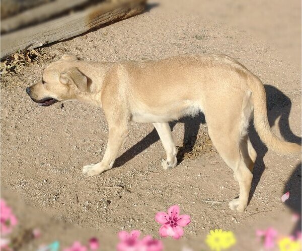 Medium Photo #9 Mutt Puppy For Sale in Apple Valley, CA, USA