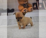 Small Photo #1 Chihuahua Puppy For Sale in HAMPTON, VA, USA