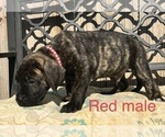 Small Photo #13 Presa Canario Puppy For Sale in LEVITTOWN, PA, USA