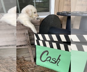 English Cream Golden Retriever Puppy for Sale in BARNWELL, South Carolina USA