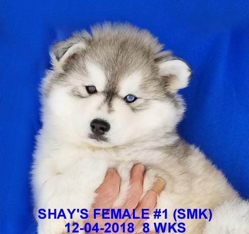 Medium Photo #8 Siberian Husky Puppy For Sale in MANILLA, IA, USA